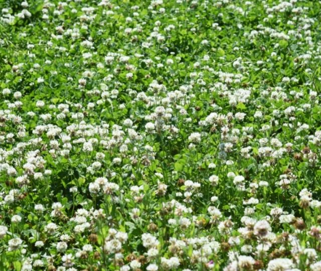 Clover Lawn vs Grass Lawn